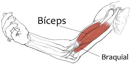 biceps_braquial_clinica_martin_gomez biceps_braquial_clinica_martin_gomez